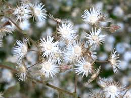 Image result for Pseudoconyza viscosa