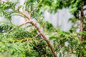 How susceptible is leyland cypress wood to rot? Hinoki Cypress Tree Care And Growing Guide