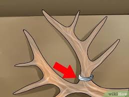 We would like to show you a description here but the site won't allow us. How To Score Mule Deer Antlers With Pictures Wikihow