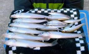 冬の投げキス釣りで21 5cm頭に良型シロギス顔出し 千葉県 館山 Tsurinews