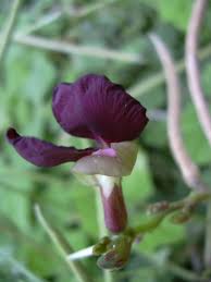 Image result for Dolichos sericeus