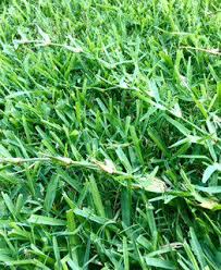 Augustine grass is usually planted by plugs, so keep them six to twelve inches apart in the prepared soil. Looping Pops Up In St Augustine Outside Insights Kdhnews Com