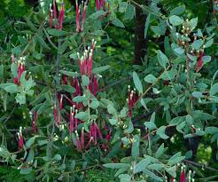 Image result for Tapinanthus oleifolius