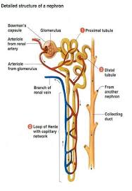 Anatomy Of Nephron Kidney Anatomy Human Anatomy And Physiology Medical Knowledge