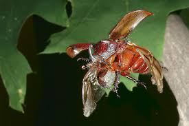 Der nashornkäfer (oryctes nasicornis) ist ein käfer aus der familie der blatthornkäfer (scarabaeidae). Nashornkafer Foto Bild Tiere Wildlife Insekten Bilder Auf Fotocommunity