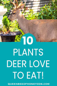 Deer prefer forested habitats and the protection they provide. Pin On Landscaping