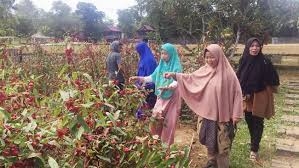 Manfaat teh rosella untuk kesehatan. Pantas Pesantren Di Pangkep Ini Budidaya Bunga Rosella Begini Khasiatnya Klik Hijau