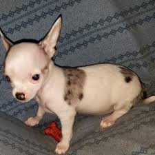 Merle chihuahua puppies for sale. View Ad Chihuahua Litter Of Puppies For Sale Near Texas Duncanville Usa Adn 33685