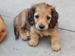 We give a 5 yr health guarantee on everyone of our babies. Shaded Cream Mini Longhaired Dachshund Pup Wigan Greater Manchester Pets4homes