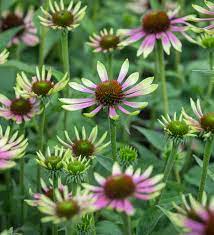 Buy Echinacea Purpurea Green Twister Coneflower In 2020 Echinacea Purpurea Echinacea Flower Seedlings