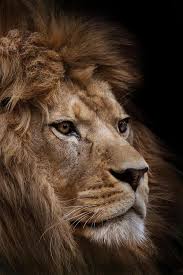 The Beauty Of Wildlife Majestic Animals Animals Animals Beautiful