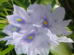 Image result for Pontederia crassipes