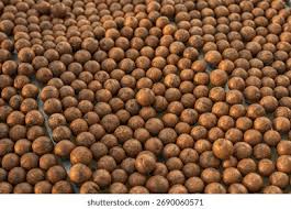 Image result for Macadamia aff. integrifolia