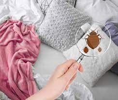 These pests build their nests in crevices, structure voids, or outside in gardens and planters. Do I Have Bed Bugs Signs Of Bed Bugs In The North East Bay Area
