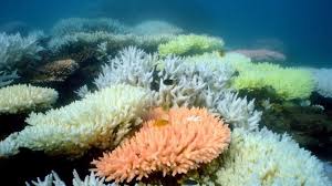 The crew finally freed the ship by throwing overboard approximately 50 tons of cargo. Great Barrier Reef Seesternplage Bedroht Australiens Wahrzeichen