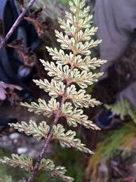 Image result for Asplenium aethiopicum