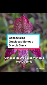 Dracula Simia #orquideass ...