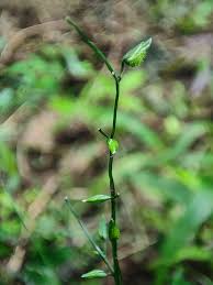 Image result for Pseudechinolaena polystachya