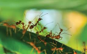They measure a bit longer than 2 mm in length and are amber colored. Blog Why Call Aiken If Fire Ants Have Invaded Your Lawn This Summer