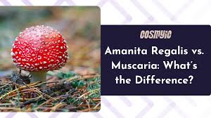 Image result for Rangaeris muscicola