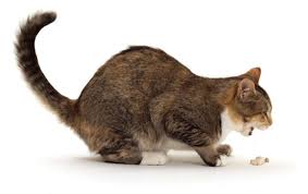 Check spelling or type a new query. Vomiting In Cats Causes And Treatment Pets Wiki