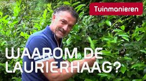 Check spelling or type a new query. Juni De Laurierhaag In Juni En Juli Nu Groene Bessen In De Struik Straks Kleuren Ze Rode Bessen Youtube