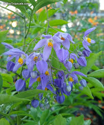 Image result for Solanum seaforthianum