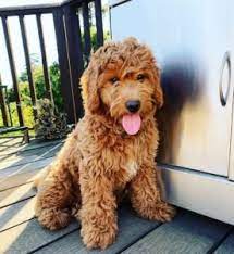 Find dog fabric on fabric.com. Australian Labradoodle Guide 2021 All You Need To Know We Love Doodles