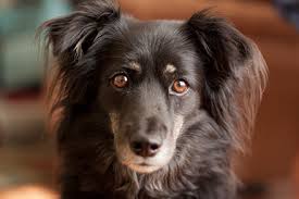 Exchange pedigrees with the other dog's breeder. 2020 S Most Popular Dog Breeds In The Uk Lifetime Pet Cover