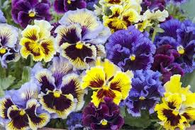 Stiefmutterchen Frizzle Sizzle Garten Stiefmutterchen Stiefmutterchen Pflanzen