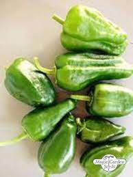 Trinidad perfume chile peppers 14:35. Chili Pimientos De Padron Capsicum Annuum Bio Wissenswertes Saatgut A Z Samen C Samen Saatgut