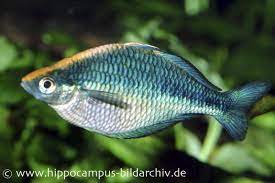 Literaturdidaktische analyse und anregungen für die praktische 3. Turkis Regenbogenfisch Melanotaenia Lacustris Dnz 5 6 Cm Tiere Zierfische