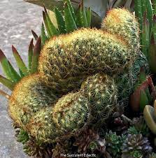 These were started four months ago. Understanding Crested Succulents Monstrose Cactus The Succulent Eclectic