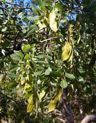Image result for Pearsonia aristata