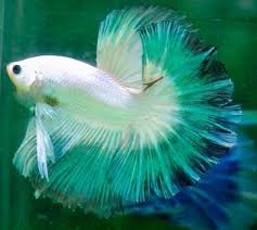 Green Betta Betta Fish Betta Betta Fish Tank