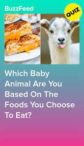 Your Food Preferences Will Reveal Which Baby Animal You Are Interesting Quizzes Animal Quiz Fun Quizzes
