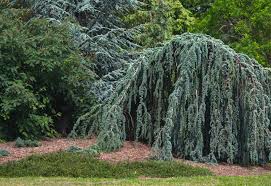 Fruiting cherry trees have hanging fruit that grows in pairs or clusters. Weeping Cherry Trees The Best Cascading Faves