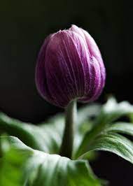 Anemone Coronaria Amazing Flowers Violet Flower Flowers Photography