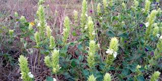 Image result for Dissotis trothae