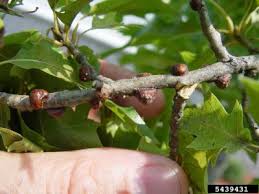 Check spelling or type a new query. Coccid Soft Scale Insect Control Treating Soft Scale Bugs In The Garden