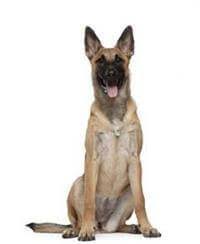 Groenendael belgian shepherds require frequent face time and playtime with their master. Belgian Shepherd Dog Small Medium And Big Dog Breeds Pedigree Uk