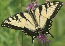 By stephen buchmann, pollinator partnership. Wclt Nature Notes 7 22 2011 Tiger Swallowtail Butterflies