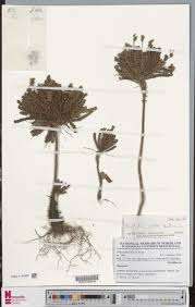 Image result for Sarcophrynium schweinfurthianum