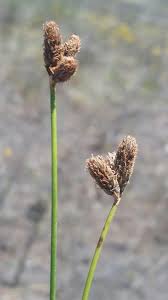 Image result for Fuirena pubescens