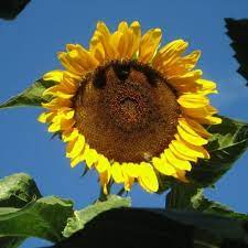 Sunflower Seeds Black Russian Flower Seeds In Packets Bulk Eden Brothers Black Oil Sunflower Seeds Planting Sunflowers Sunflower