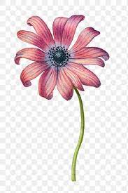 Pink Daisy Flower Png Hand Drawn Free Image By Rawpixel Com Eve Pink Daisy Daisy Flower How To Draw Hands