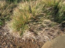 Image result for Heteropogon contortus