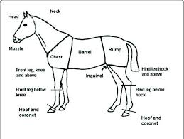 Diagram showing anatomy of human body with names. Sketch Of Horse Used For Injury Recording Showing Names Of Bodyparts Download Scientific Diagram