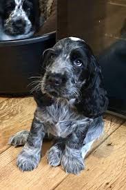 Black And Tan Show Cocker Spaniel Puppies For Sale Determine Additional Info On Cocker Spaniels Have A Look At Our Web Site Spaniel Puppies Cocker Spaniel Puppies Blue Roan Cocker Spaniel