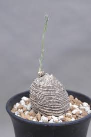 Image result for Trochomeria polymorpha